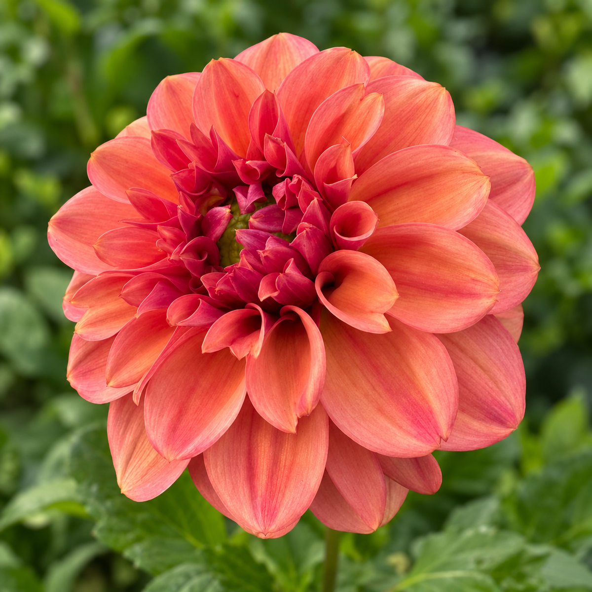 Iced Tea dahlia with peach-orange petals and raspberry accents, grown at Peep & Petal