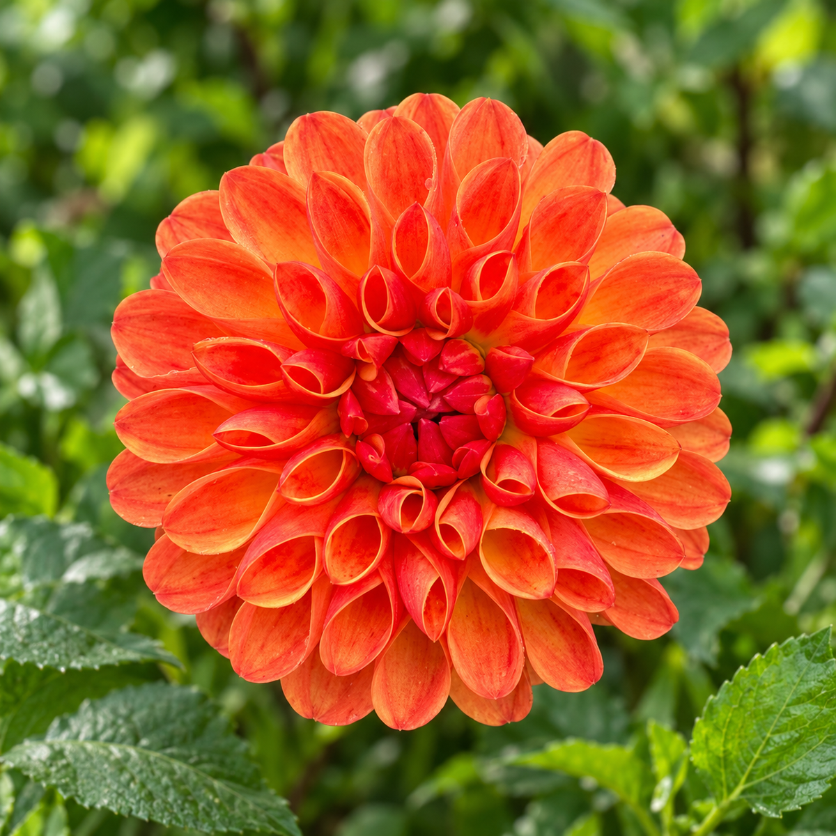 Jowey Chantal orange dahlia — Peep & Petal