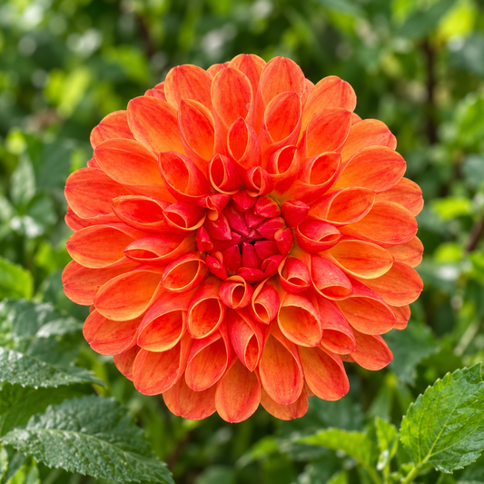 Jowey Chantal orange dahlia — Peep & Petal