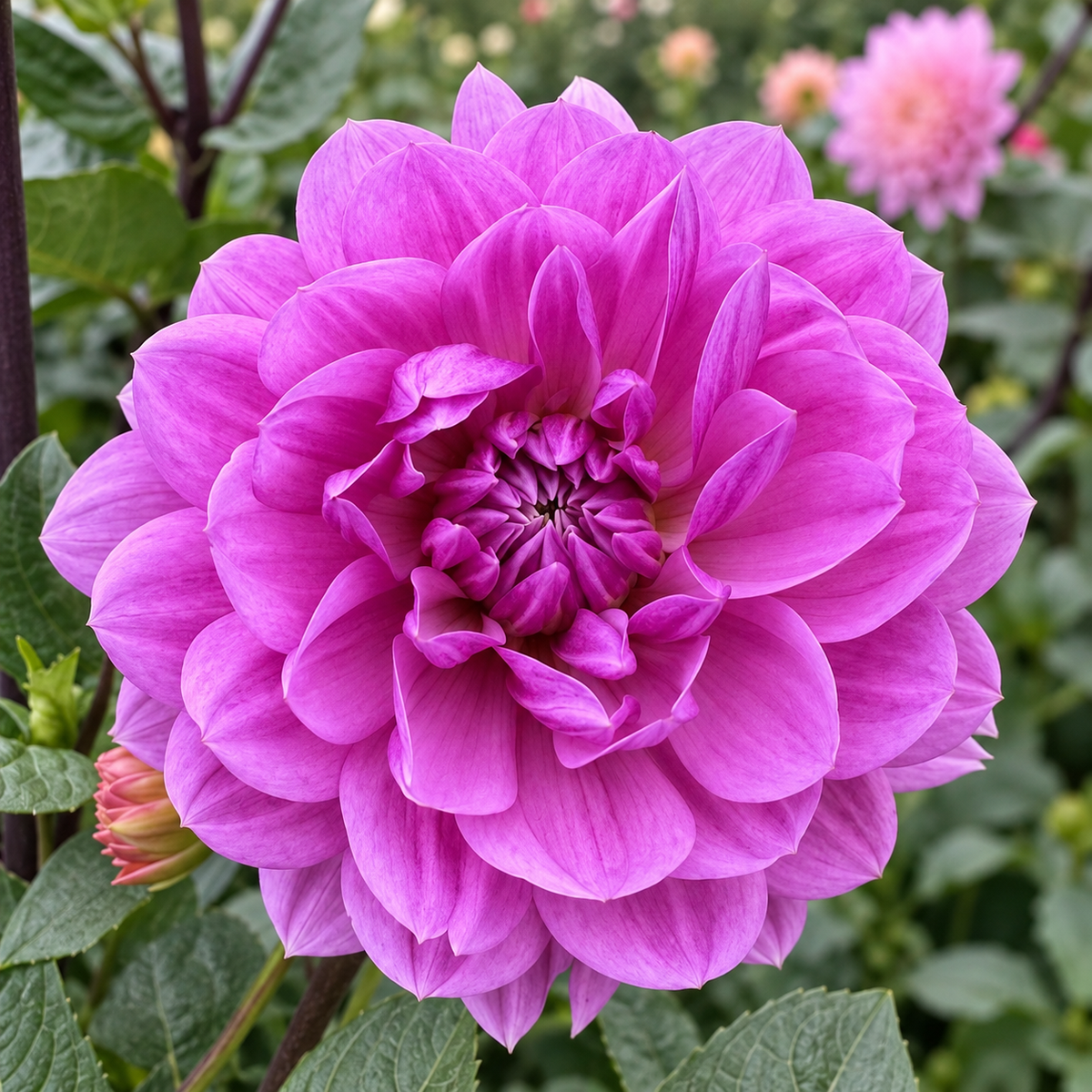 Kari Blue dahlia bloom