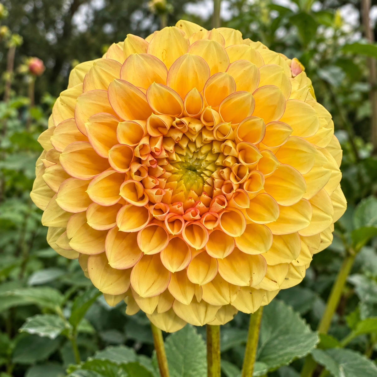 KA’s® Aloha golden yellow dahlia grown at Peep & Petal