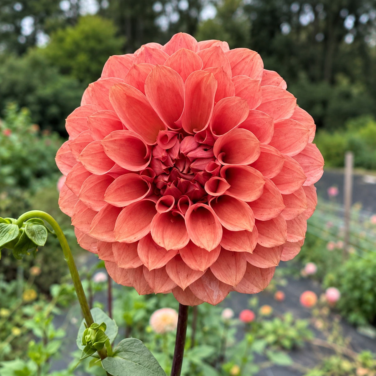 KA's Keltie Rose rosy coral dahlia bloom