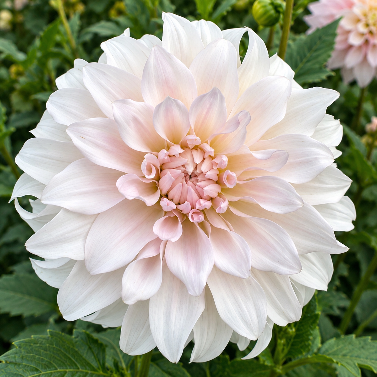 KA’s Pearl dahlia bloom