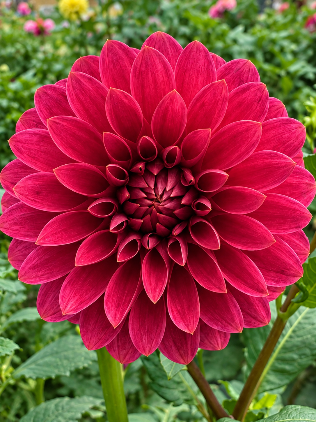 KA's Rosie Jo deep raspberry formal decorative dahlia bloom