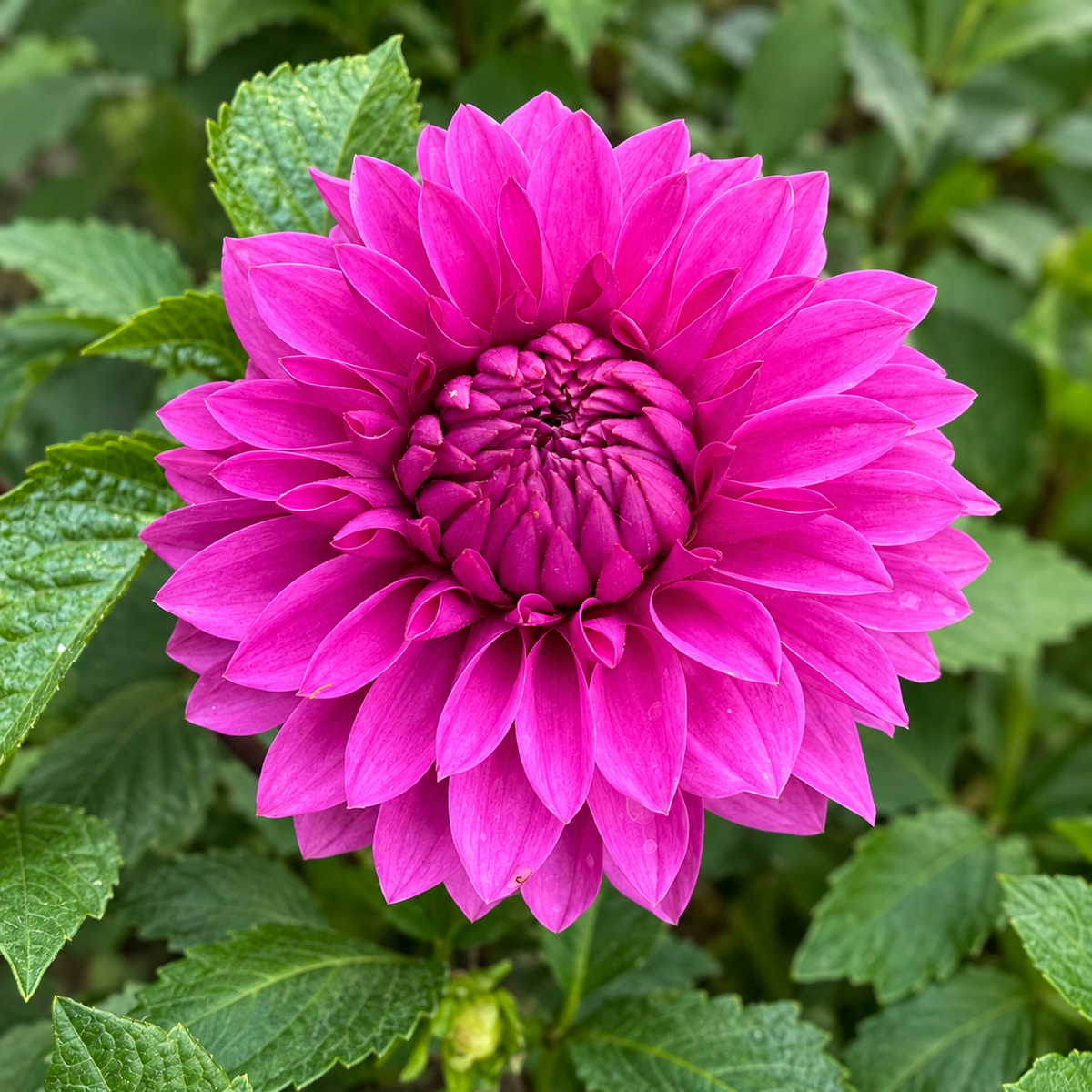 KA’s® Tiny E fuchsia dahlia grown at Peep & Petal