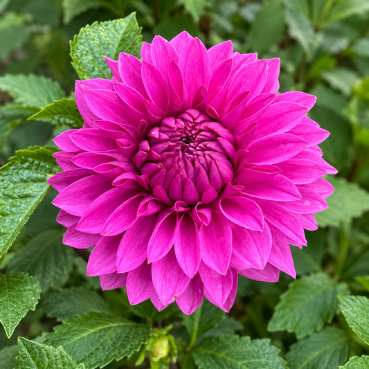 KA’s® Tiny E fuchsia dahlia grown at Peep & Petal