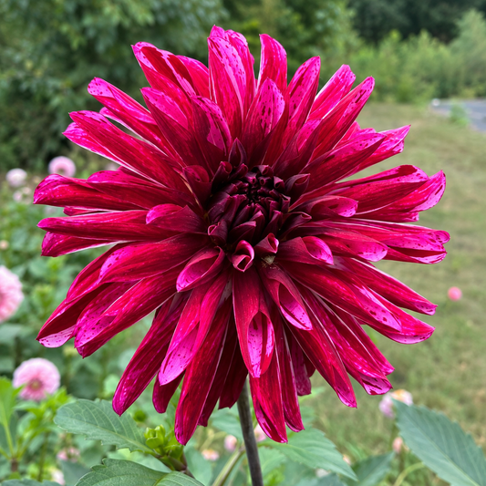 Kaylee Jade purple variegated stellar dahlia bloom