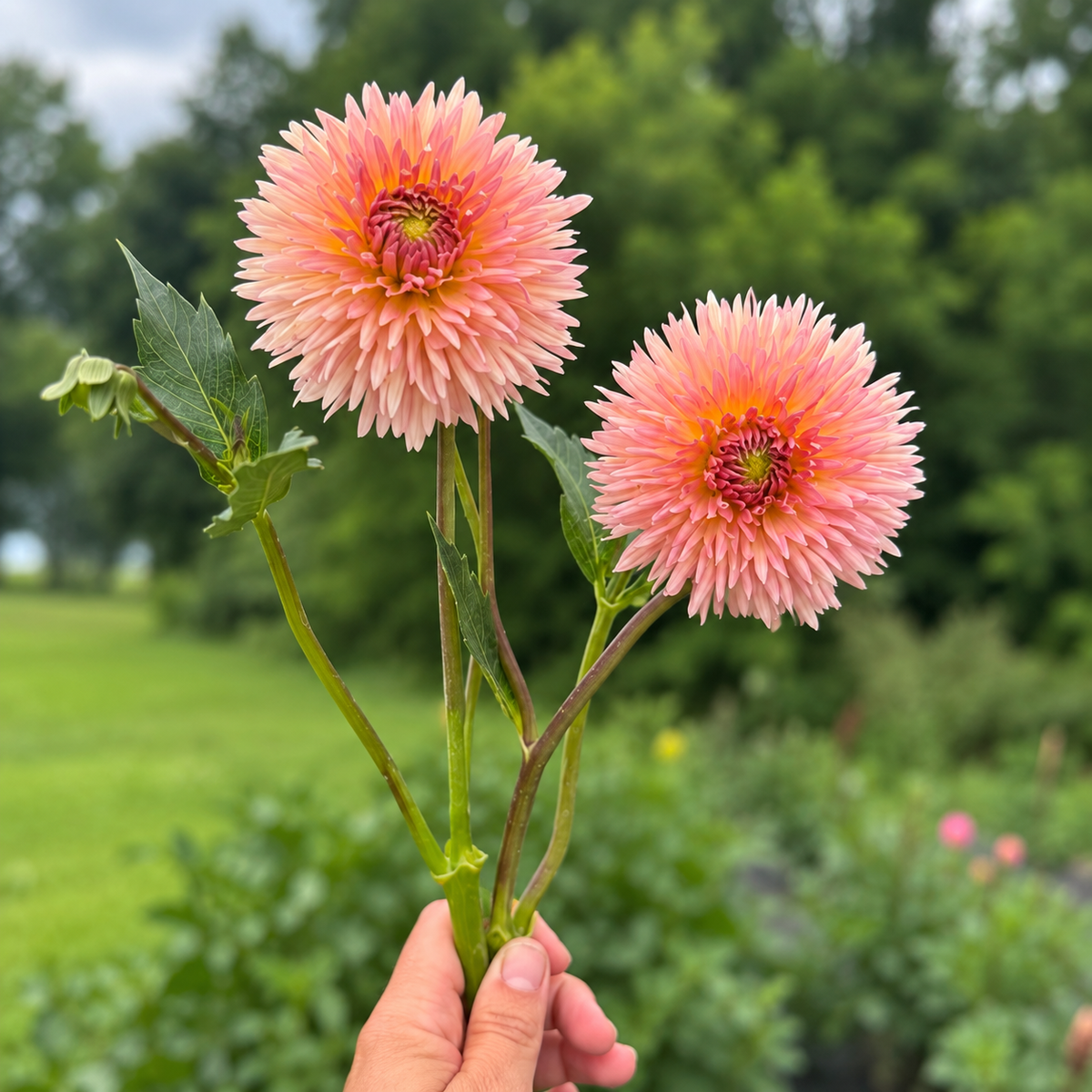 Two Lakeview Peach Fuzz coral-peach laciniated dahlia blooms