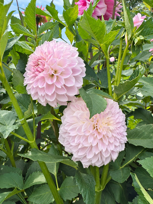 Lakeview Premier pale lavender dahlia blooms