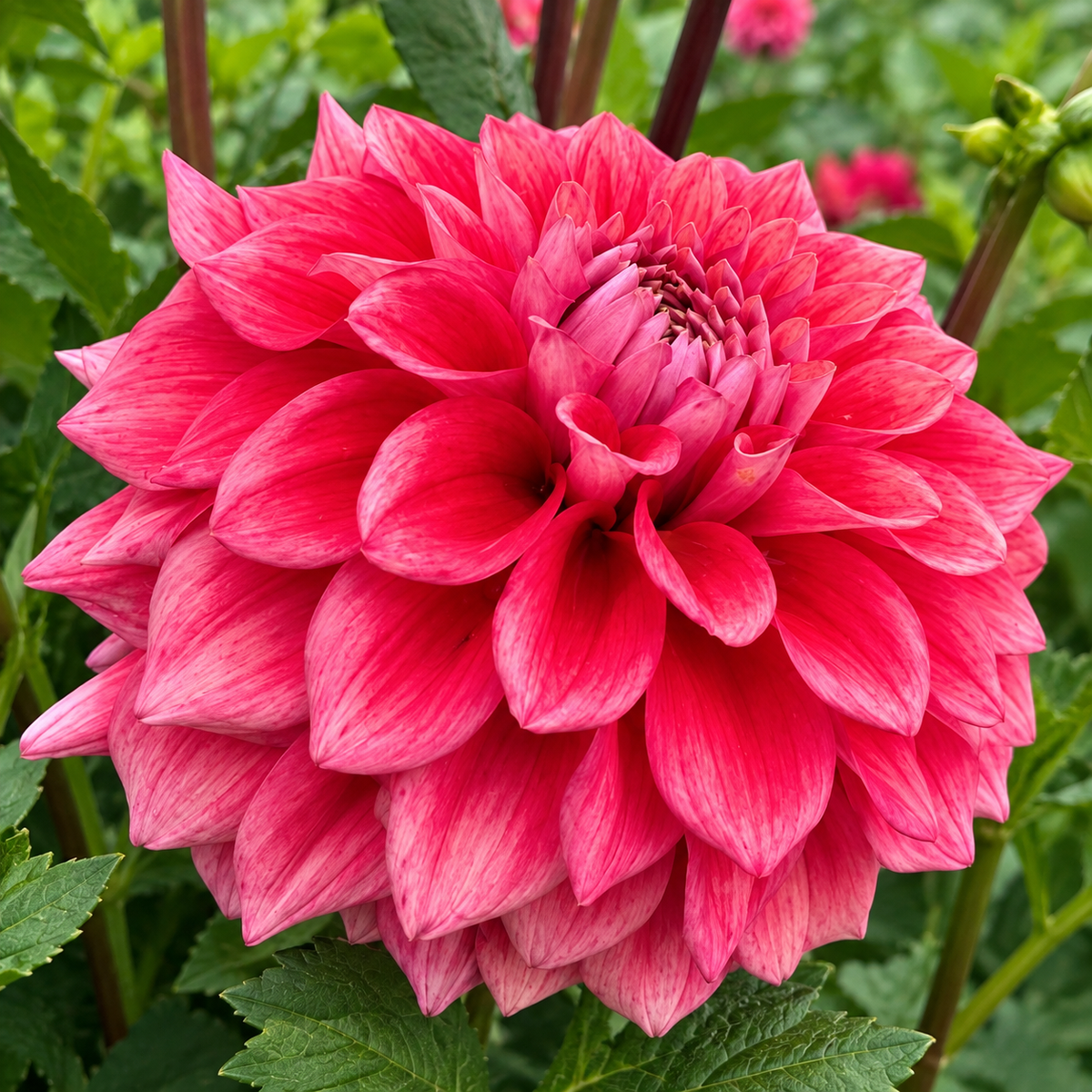 Lee's Coral Enigma dahlia bloom