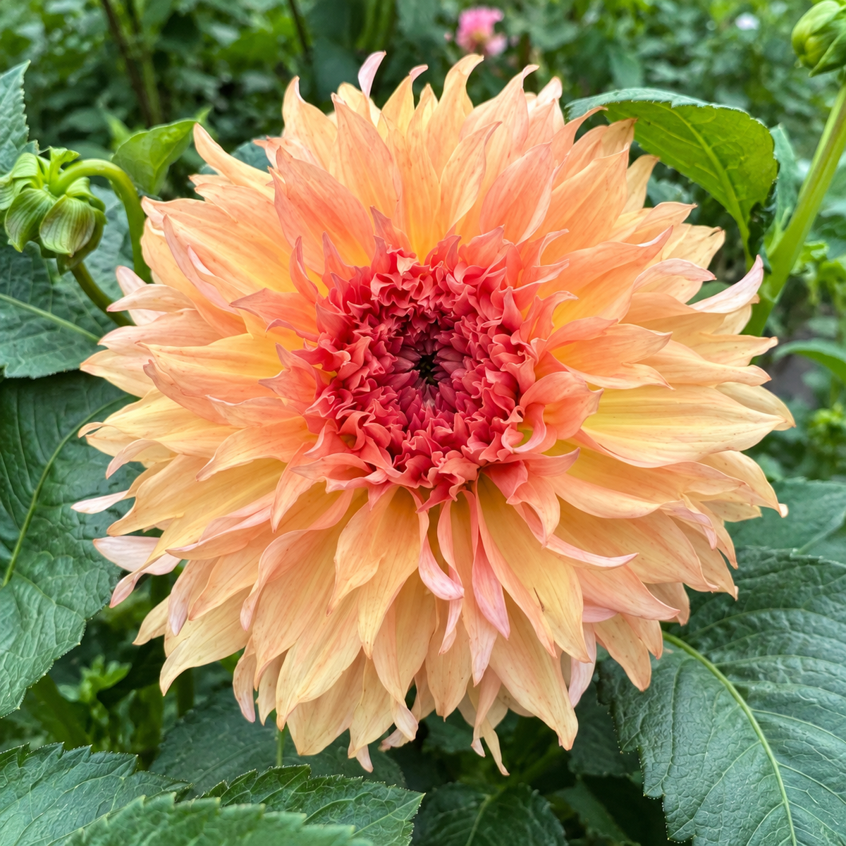 Lee's Fluffy Buffy peach coral laciniated dahlia bloom