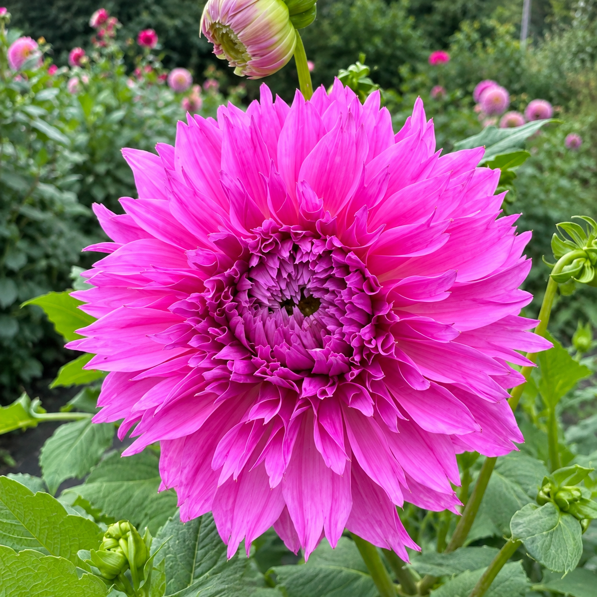 Lee's Lilac Fix bright lilac magenta dahlia bloom