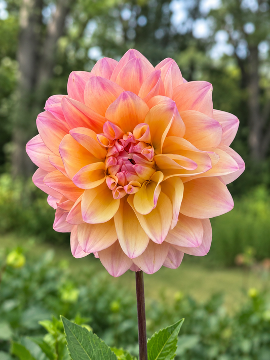 Lee’s Sugaree dahlia bloom in peach, apricot, warm yellow, and pink