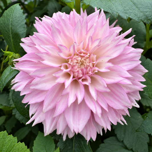 Lee's Sweet Tooth blush pink informal decorative dahlia bloom at Peep & Petal