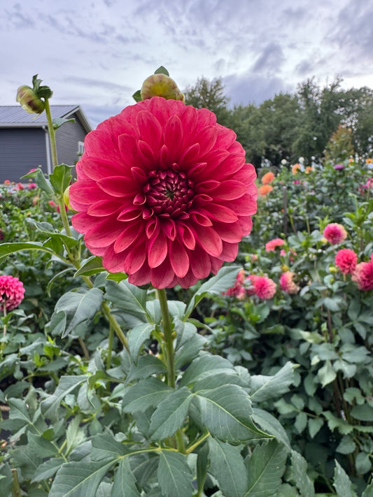 Levi’s Bloodmoon dahlia bloom