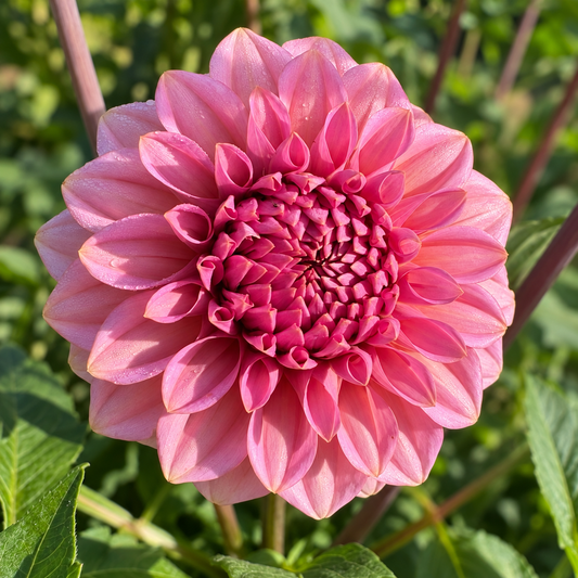 Levi’s Bubblegum pink dahlia grown at Peep & Petal