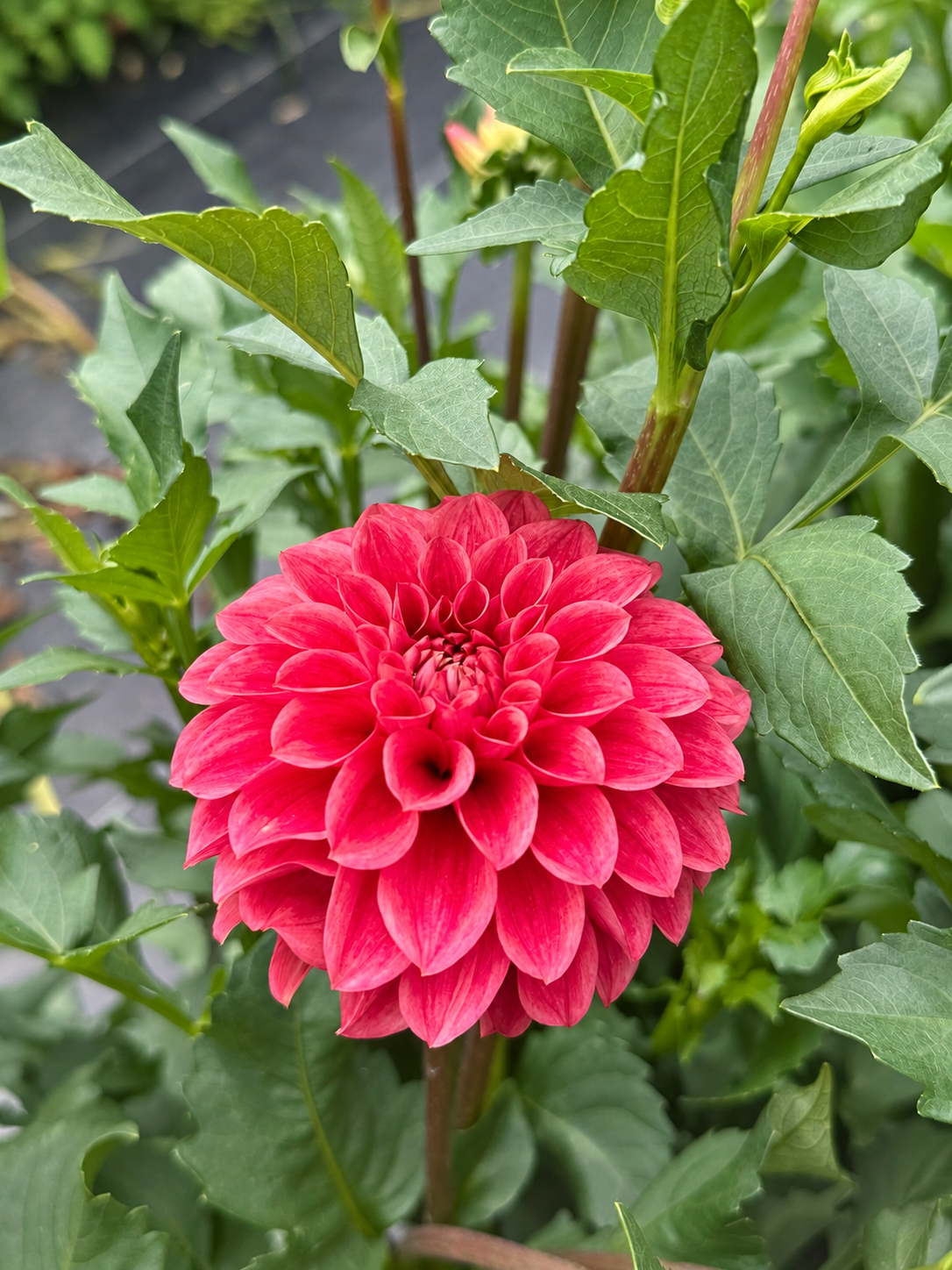 Levi’s Melon deep raspberry dahlia bloom