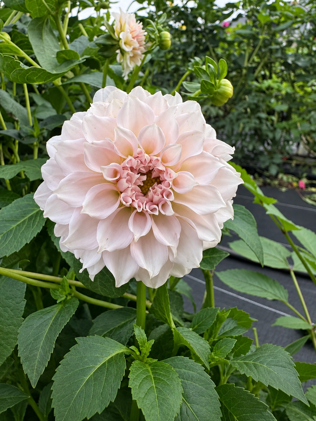 Levi's Opal Twist creamy blush dahlia bloom with clean green garden foliage