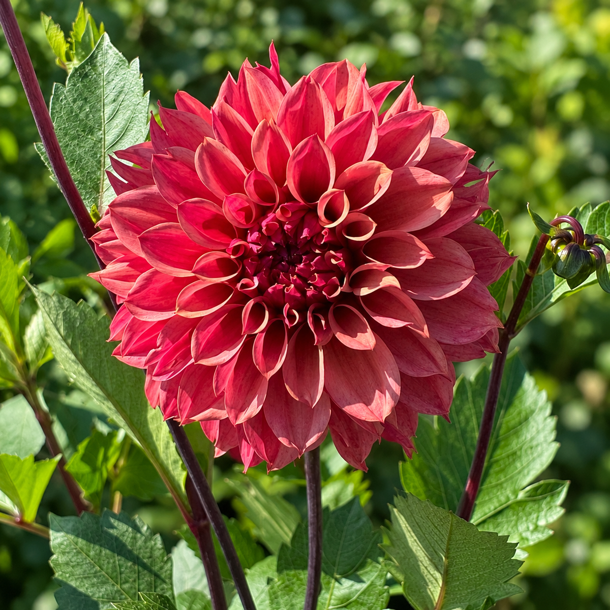 Lileah Summertime dahlia with deep salmon-rose pointed petals and dark stems