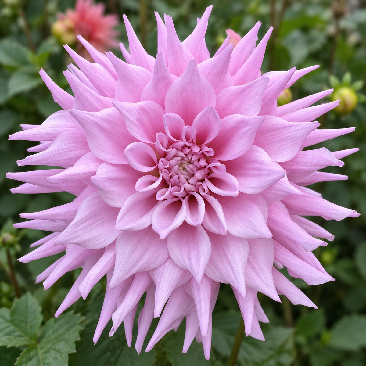 Lovely Lana lavender-pink semi-cactus dahlia bloom
