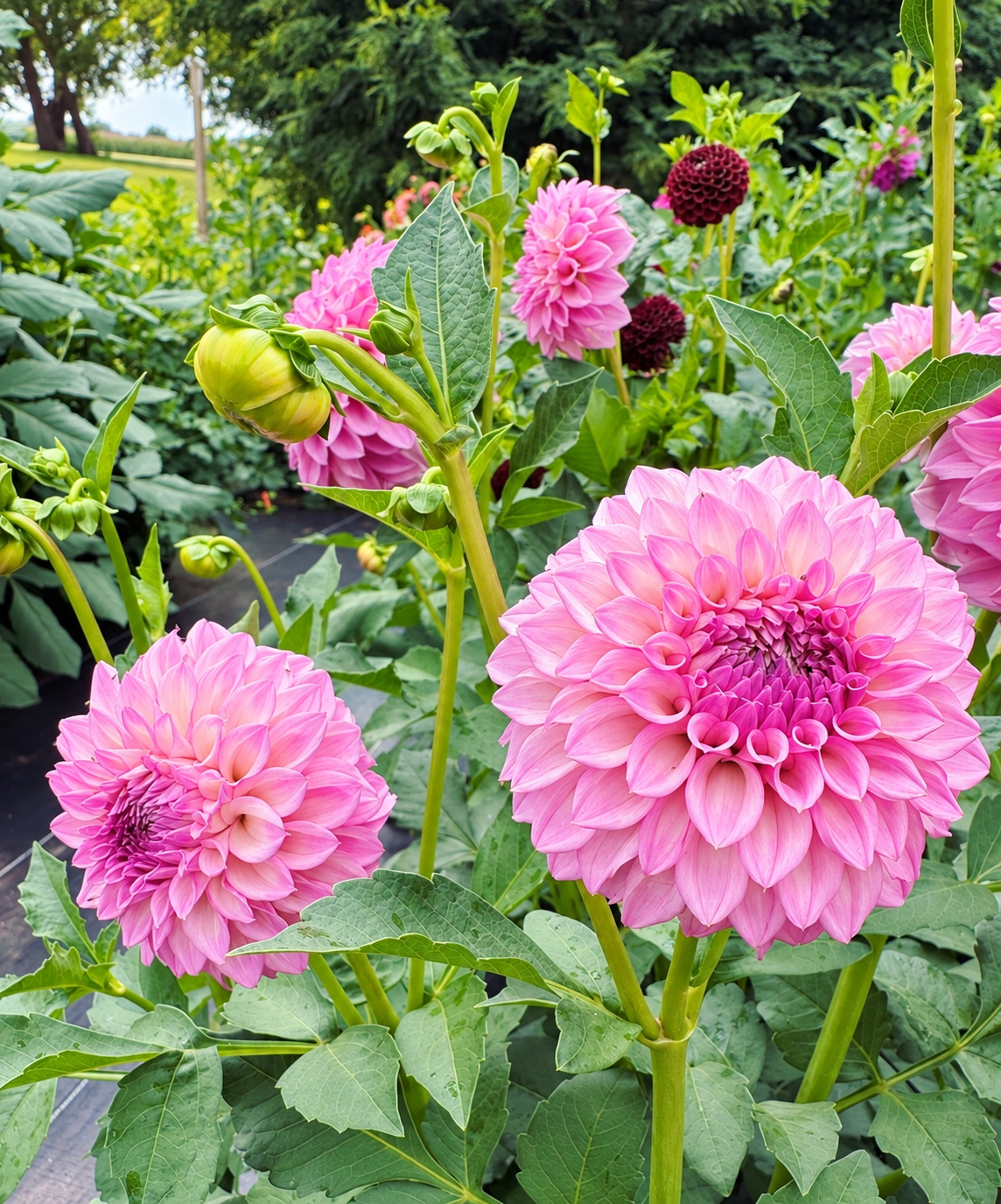 MFF Cotton Candy pink dahlia blooms