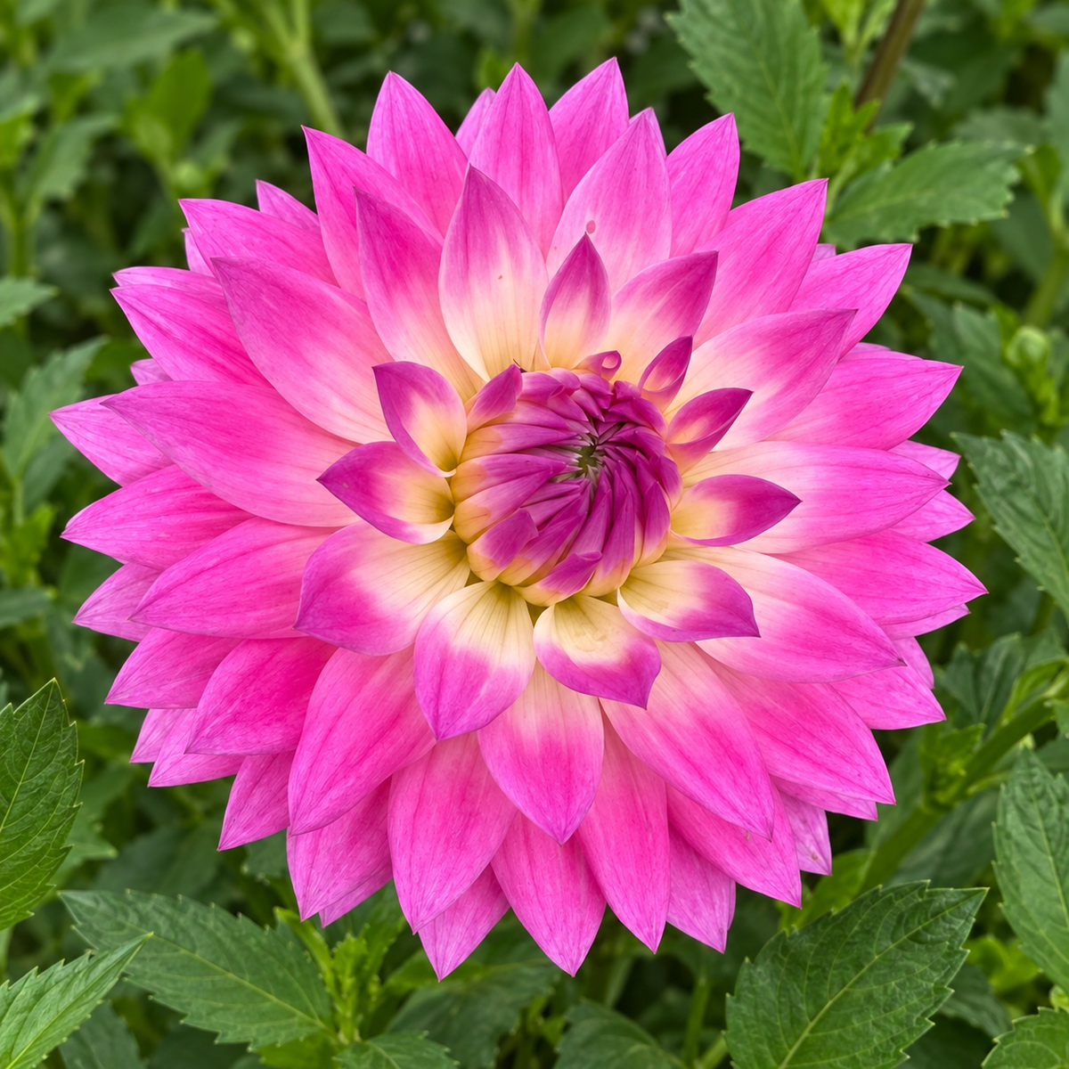 Miss Delilah dahlia bloom grown at Peep & Petal Flower Farm