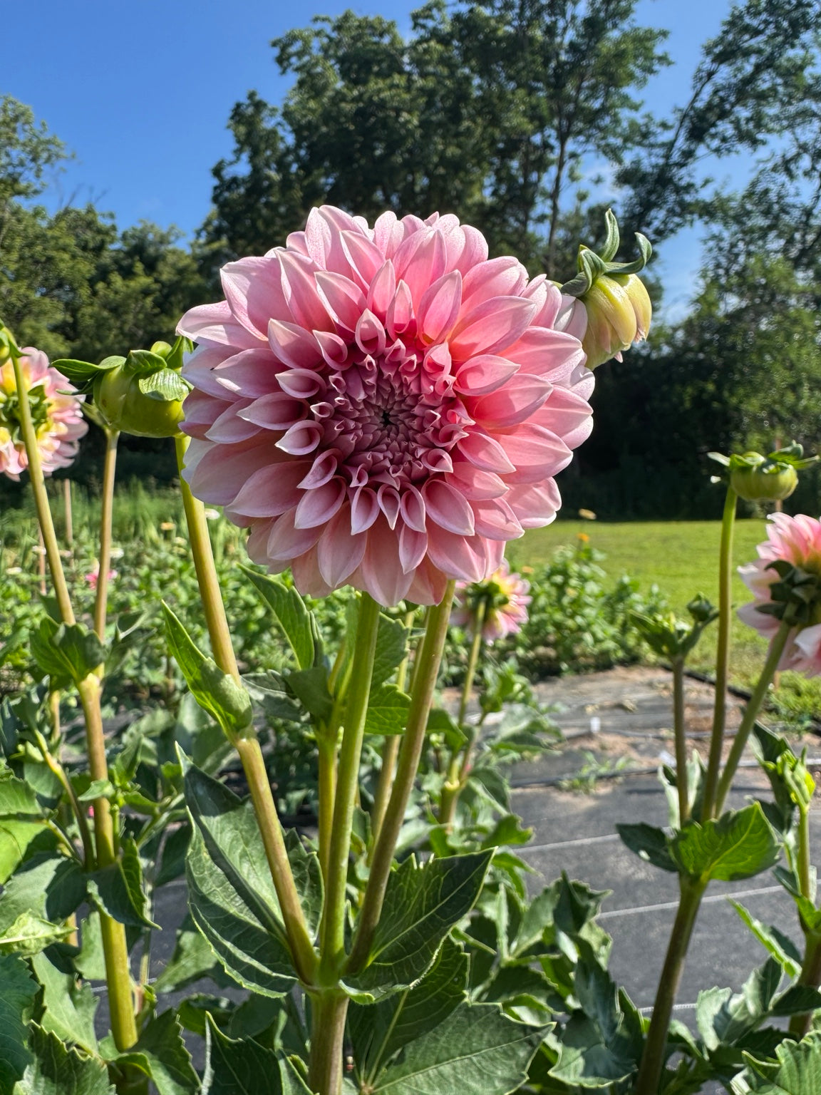 Peaches N' Cream dahlia bloom
