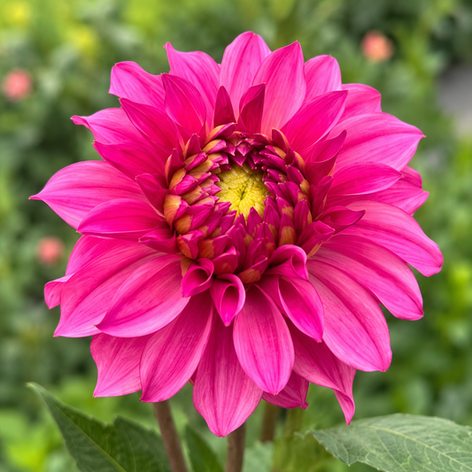 River's Bubblegum vivid pink dahlia bloom