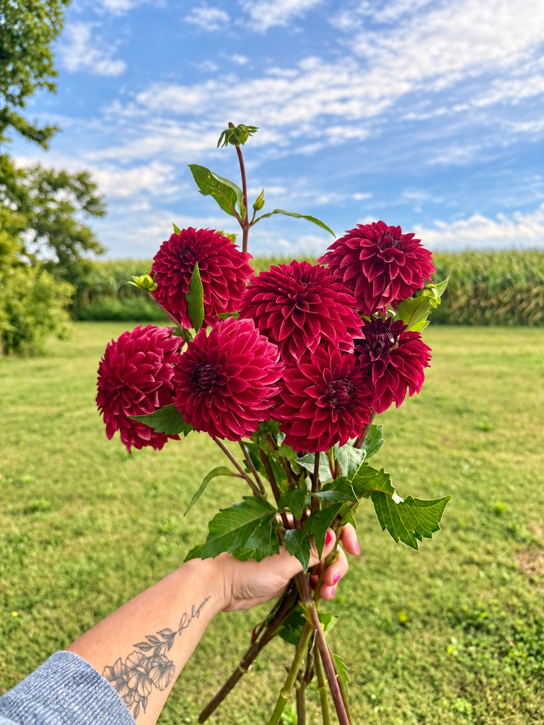 RM Dragon’s Blood burgundy dahlia bouquet