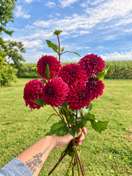 RM Dragon’s Blood burgundy dahlia bouquet
