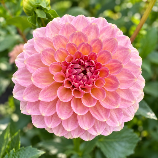 RM® Fairytale pink dahlia with peach-gold undertones at Peep & Petal Flower Farm