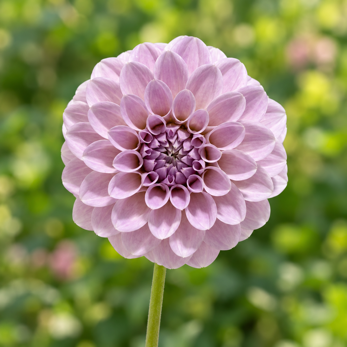 RM Hannah Joe lavender dahlia bloom