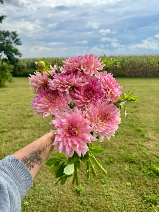 RM Peachy Pink dahlia blooms grown at Peep & Petal