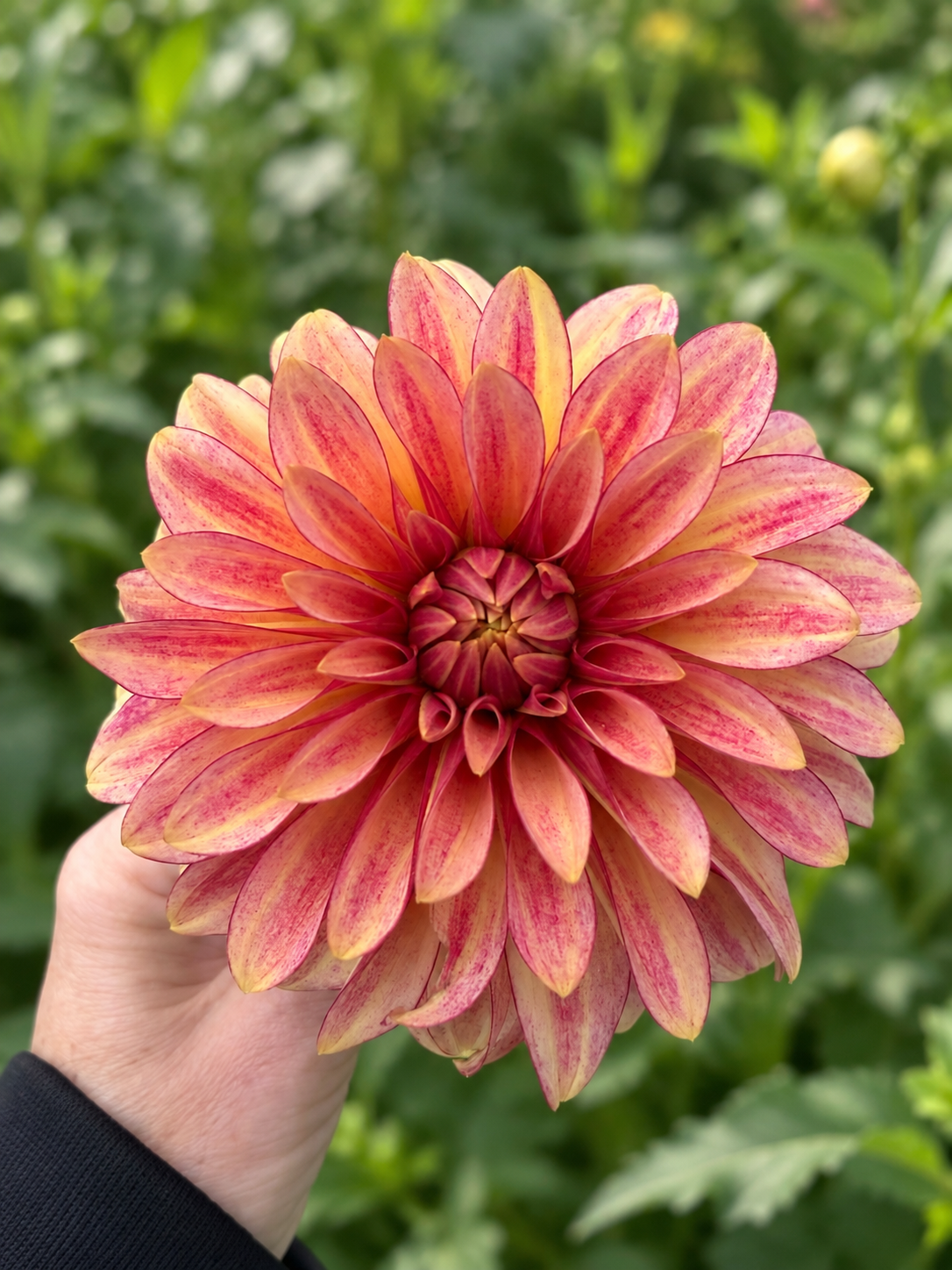 RM Raspberry Twinkle dahlia bloom