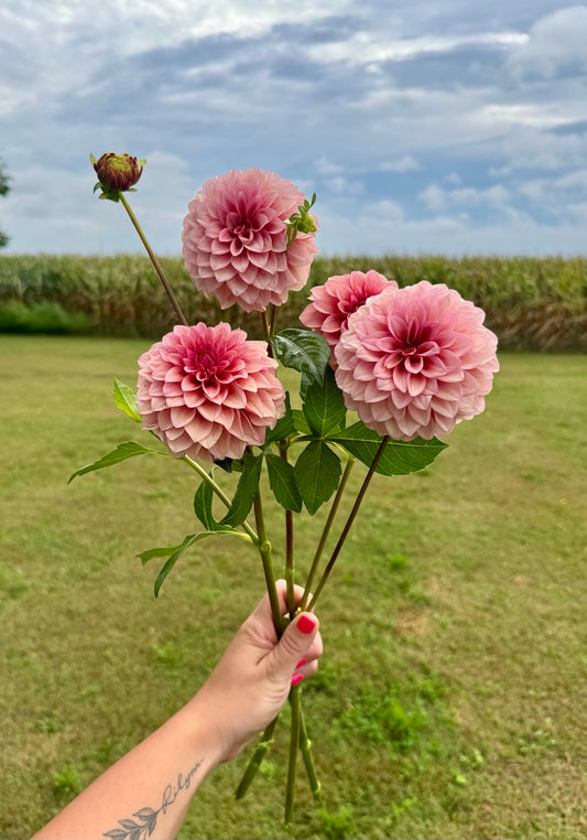 RM Rose Gold dahlia blooms grown at Peep & Petal