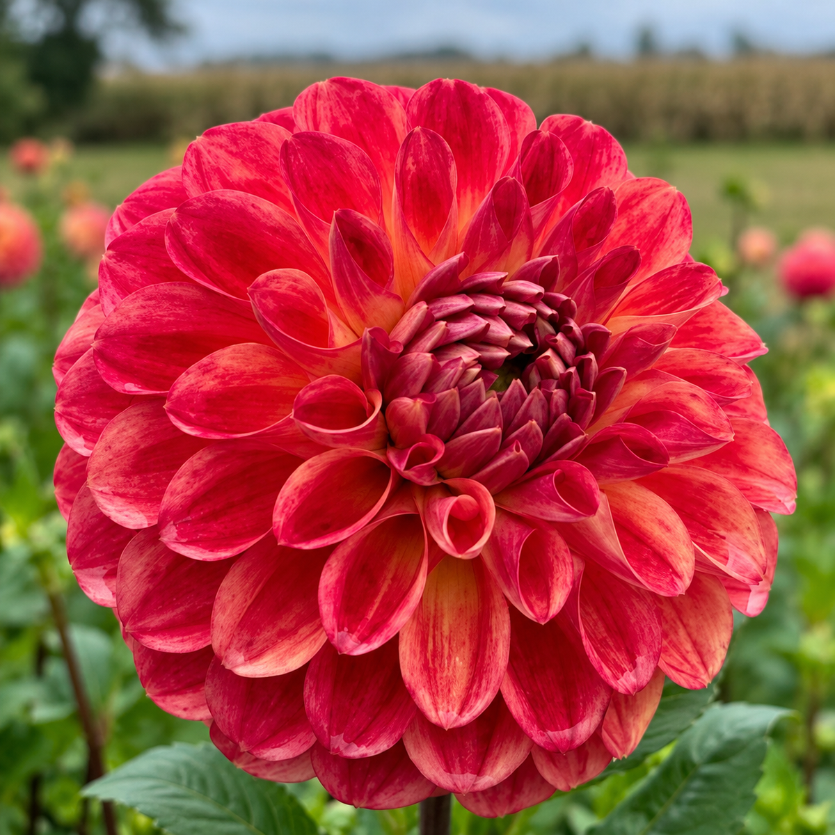 RM Ryan dahlia bloom
