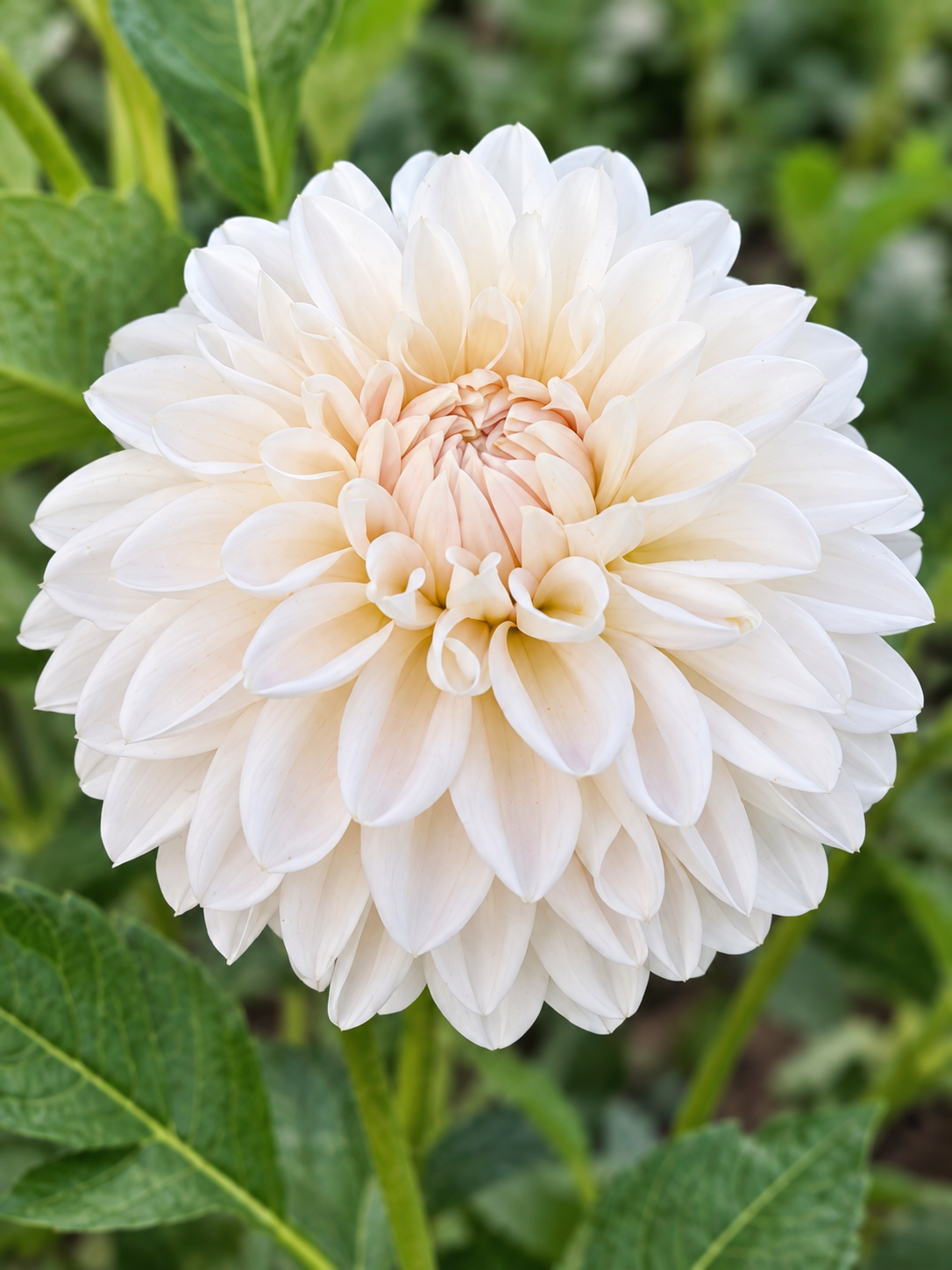Roe Pearly Doll creamy white dahlia bloom