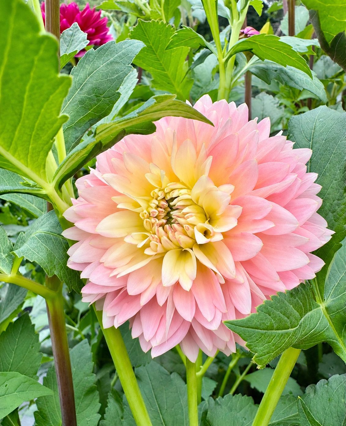 Rosemary Webb blush pink and yellow waterlily dahlia bloom