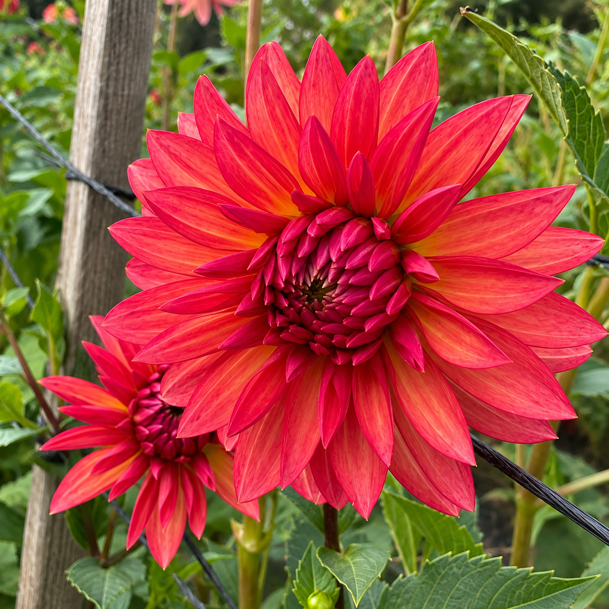 Sandia Ruthie coral watermelon stellar dahlia bloom
