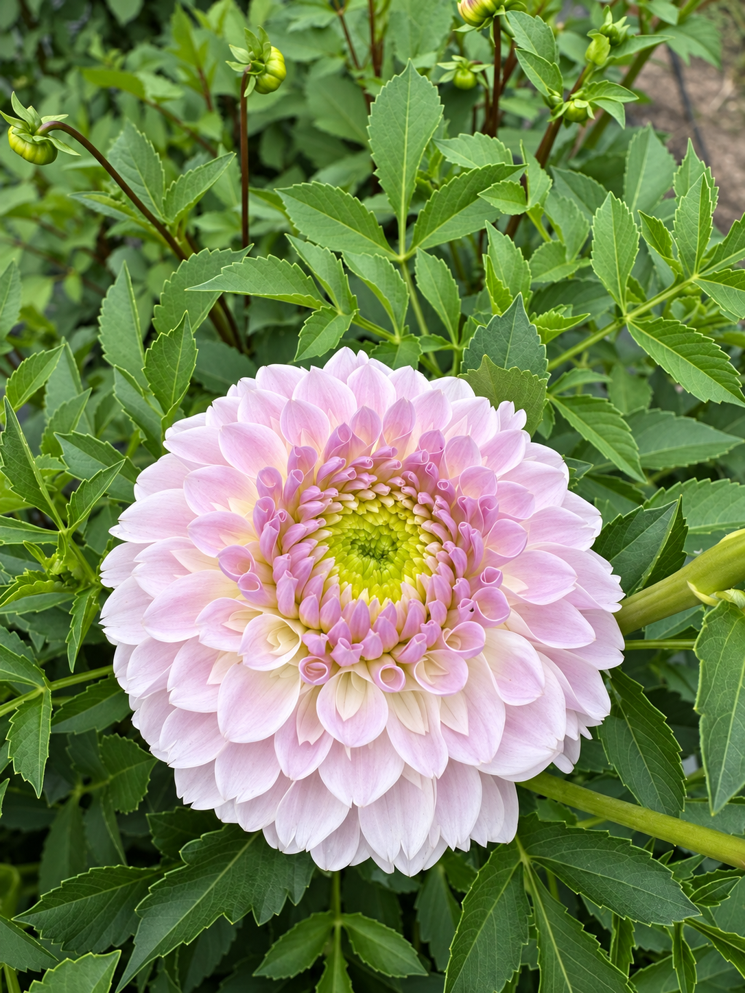 Shiori dahlia bloom