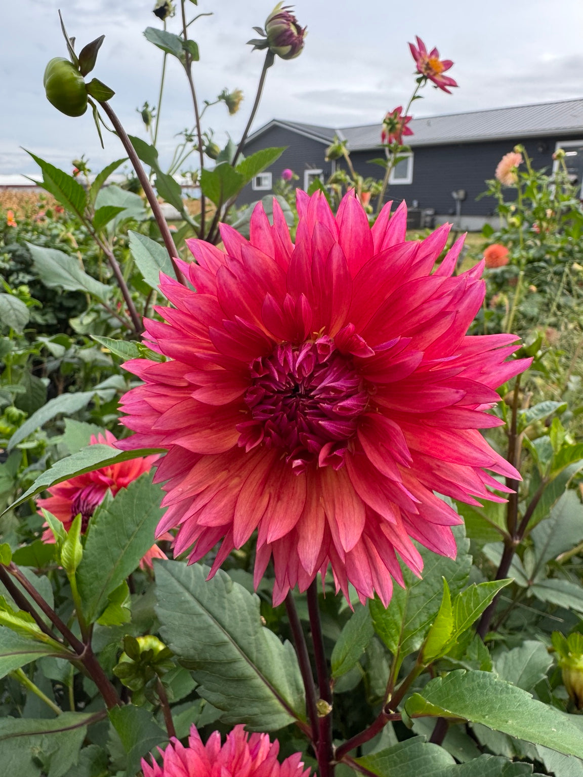 Sonic Bloom dahlia bloom