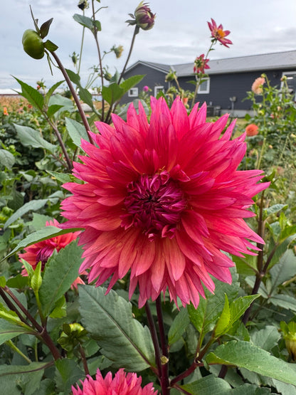 Sonic Bloom dahlia bloom