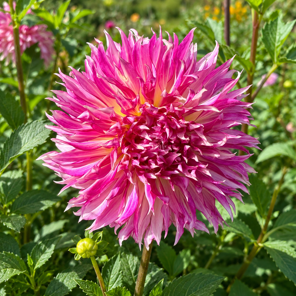 Tahoma Tempest dahlia with pink purple and white laciniated petals