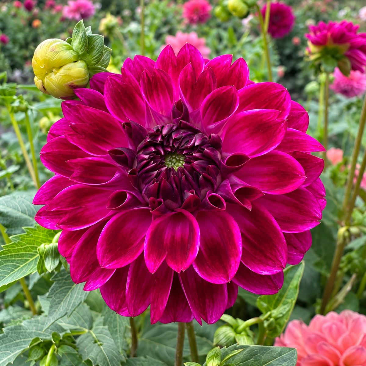 Tootles dahlia bloom
