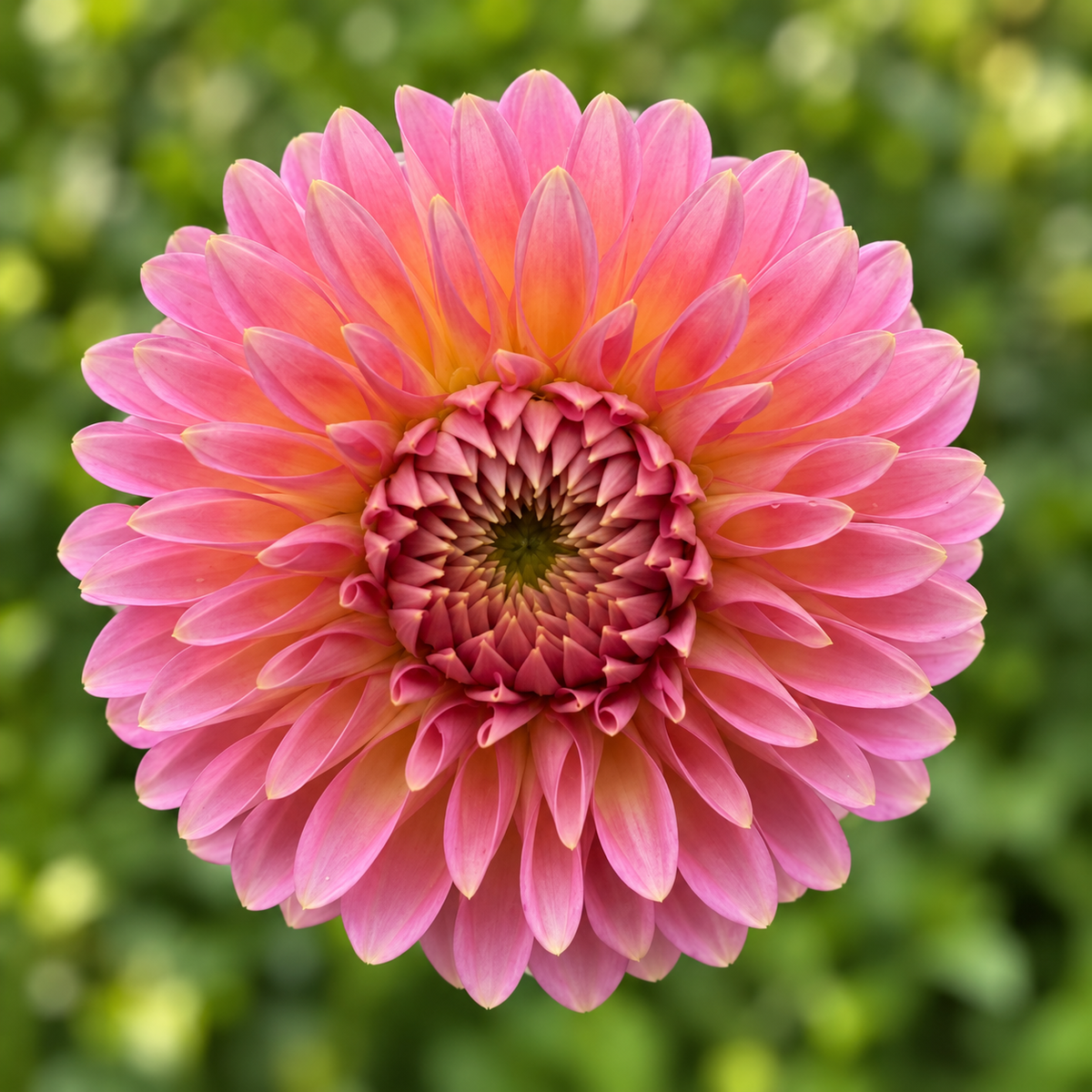 Vista Kestyn dahlia bloom at Peep & Petal Flower Farm
