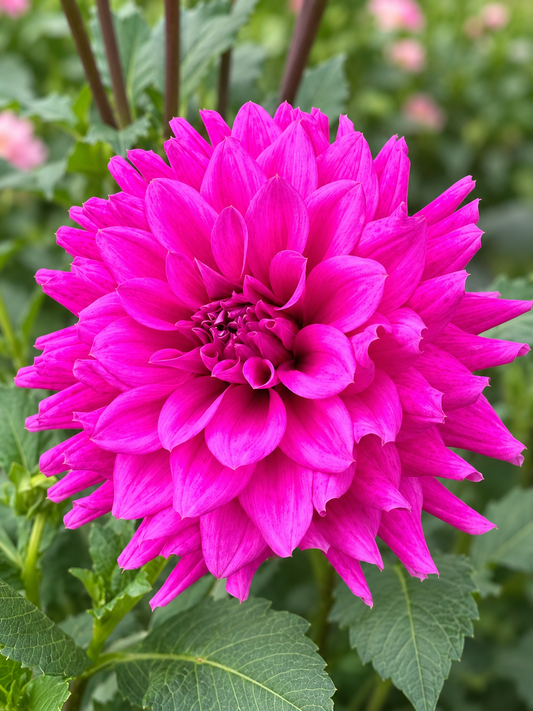 WB’s Erin dahlia bloom in vivid lavender-magenta