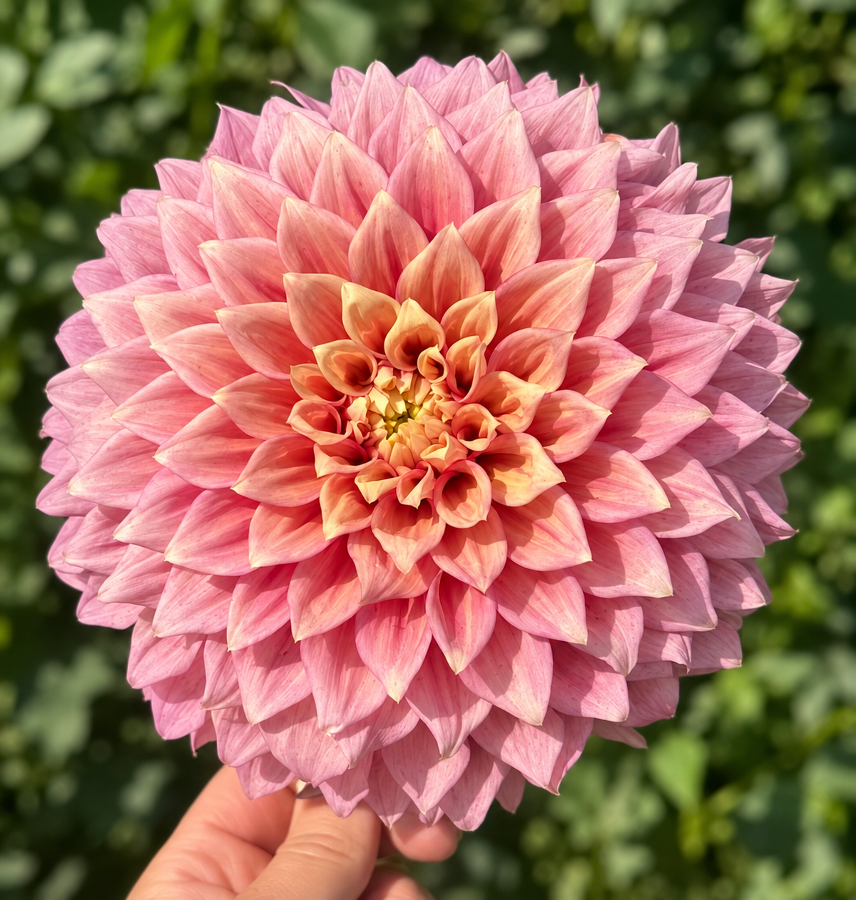 Winkie Cinnamon dahlia bloom